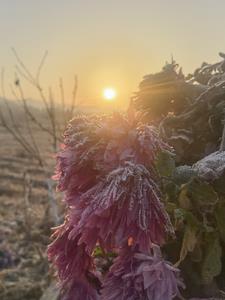 繁花易落的全部小说